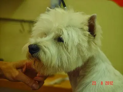 Fryzjer dla psów Doggy&Dog